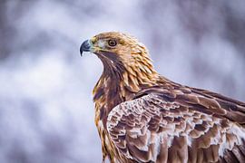 L'aigle royal (Aquila chrysaetos)