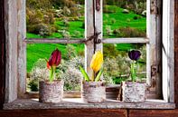 Salon de ferme, tulipes sur le rebord de la fenêtre par Jürgen Wiesler Aperçu