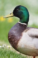 A close-up of a mallard male