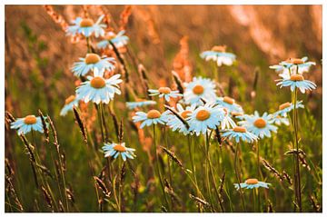 Wild daisy van patrick van den Broek