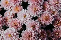Pink flowers = spring in the house