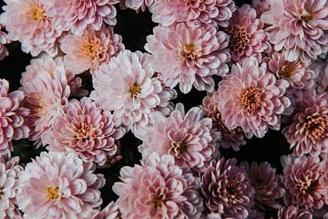 Roze bloemen = lente in huis van Inge van Tilburg