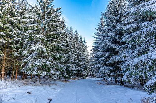 Première randonnée hivernale sur le Rennsteig