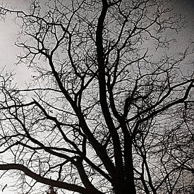 Tree in black and white by Ria De Jonge