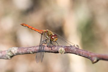 Libellen auf einem Zweig mit weichem Hintergrund (rotbrauner Igel)