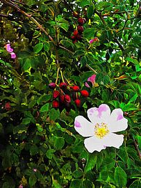 Dog Rose Flower And Rose Hips by Dorothy Berry-Lound