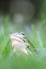 Teichfrosch van Jana Behr