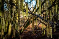 Hanging elongated flowers on the tree