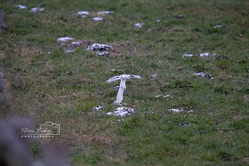 La belette en tournée