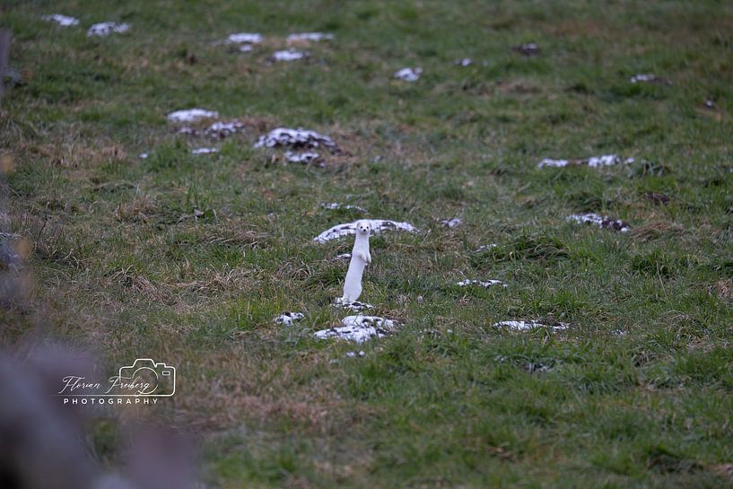 Weasel on tour by Florian Freiberg