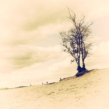 Solitaire boom in zand duinen van Soesterduinen (Art of nature) van Ramona Stravers