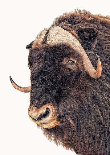 Rariteitenkabinet Dier_02