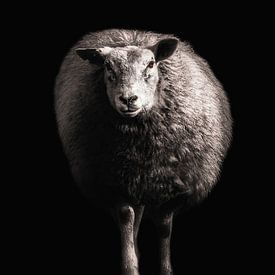 Sheep by Ines van Megen-Thijssen