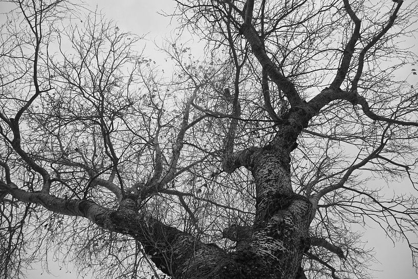 Baumkrone ohne Blätter in schwarz-weiß von Jose Lok