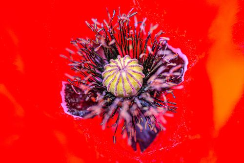 Naturschönheit aus nächster Nähe: roter Mohn von Sjoerd van der Wal Fotografie