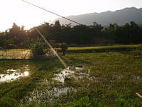Vietnamesisches Reisfeld