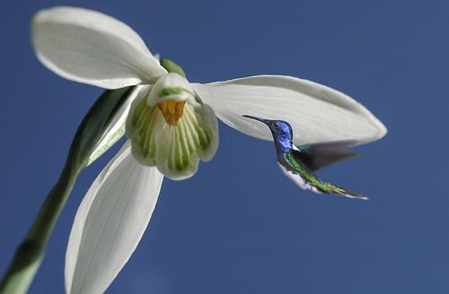 réchauffement climatique