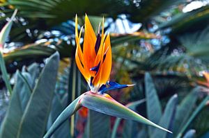 Fleur d'oiseau de paradis magique