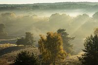 Ochtendgloren op de Brunssummerheide
