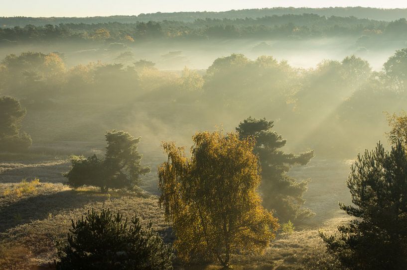 Ochtendgloren op de Brunssummerheide van Peter Lambrichs