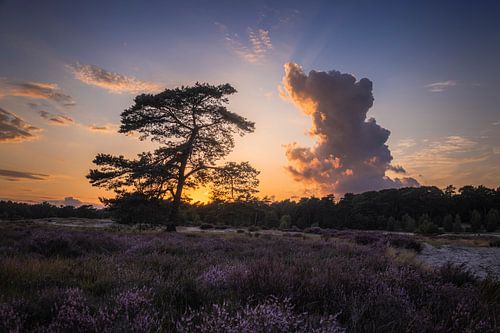 Boom versus Wolk – Een Duel bij de Heide