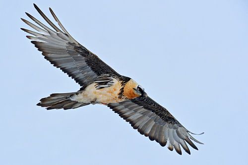 Bearded Vulture *Gypaetus barbatus*