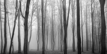 Dark Woods van Philippe Velghe