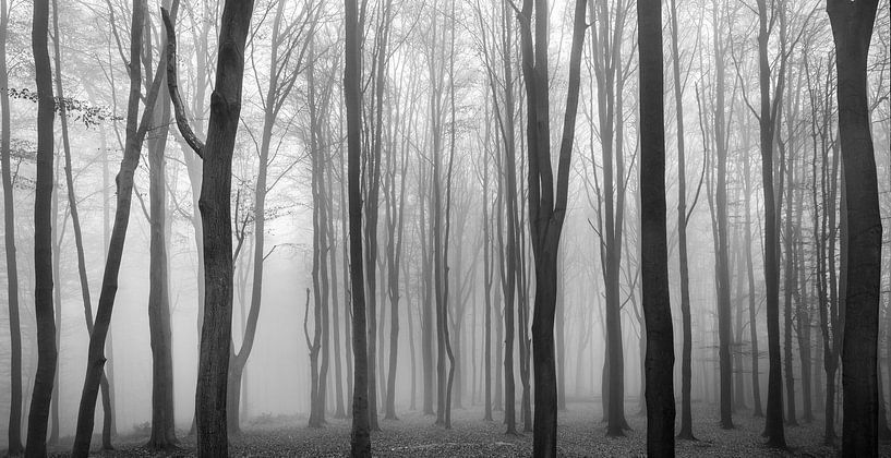 Dark Woods by Philippe Velghe