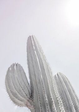 Minimalistische cactus van Shot by Clint