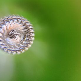 Chihuahua van Tineke Van steenbergen