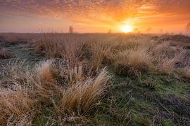 Naturschutzgebiet Balloërveld - Drenthe, die Niederlande von Bas Meelker