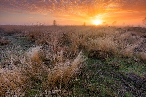 Natuurgebied Balloërveld - Drenthe, Nederland