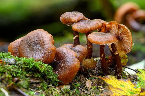Natuurlijke compositie