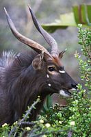 Kudu
