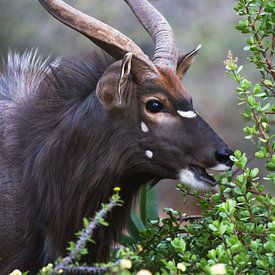 Kudu van Elke Molenaar