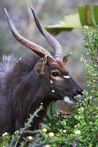 Kudu von Elke Molenaar