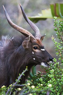 Kudu van Elke Molenaar