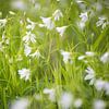 Witte bloemen in een veld van Barbara Koppe