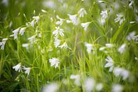 Witte bloemen in een veld van Barbara Koppe thumbnail