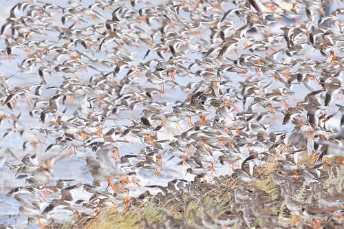 Tureluurs van de tureluurs - Natuurlijk Wadden