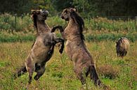 Konikpaarden by Jeannette Penris thumbnail