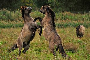Konikpaarden