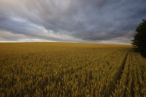 dark clouds over the cereal field cote d'ore