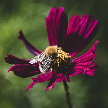 Vibrant Honeybee Close-Up by Imladris Images