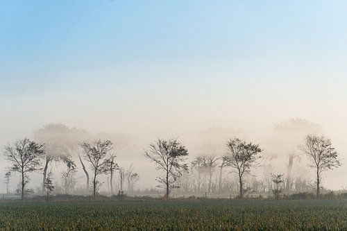 Mist in de ochtend