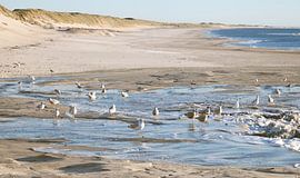 Möwen von Bo Valentino