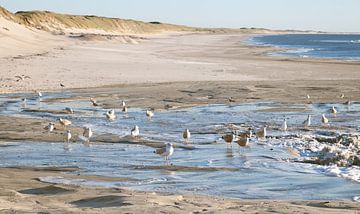 Mouettes sur Bo Valentino