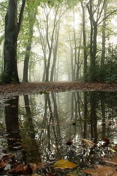 Mist en spiegeling in het bos op de Veluwe van Esther Wagensveld