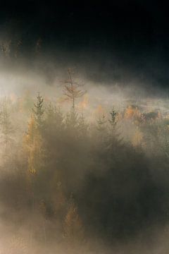 Bos in de mist van Jacqueline Heithoff