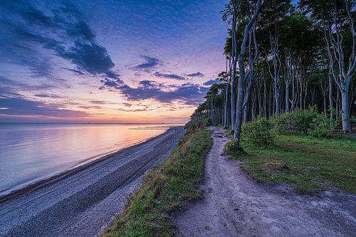 Nienhagen Ghost Forest